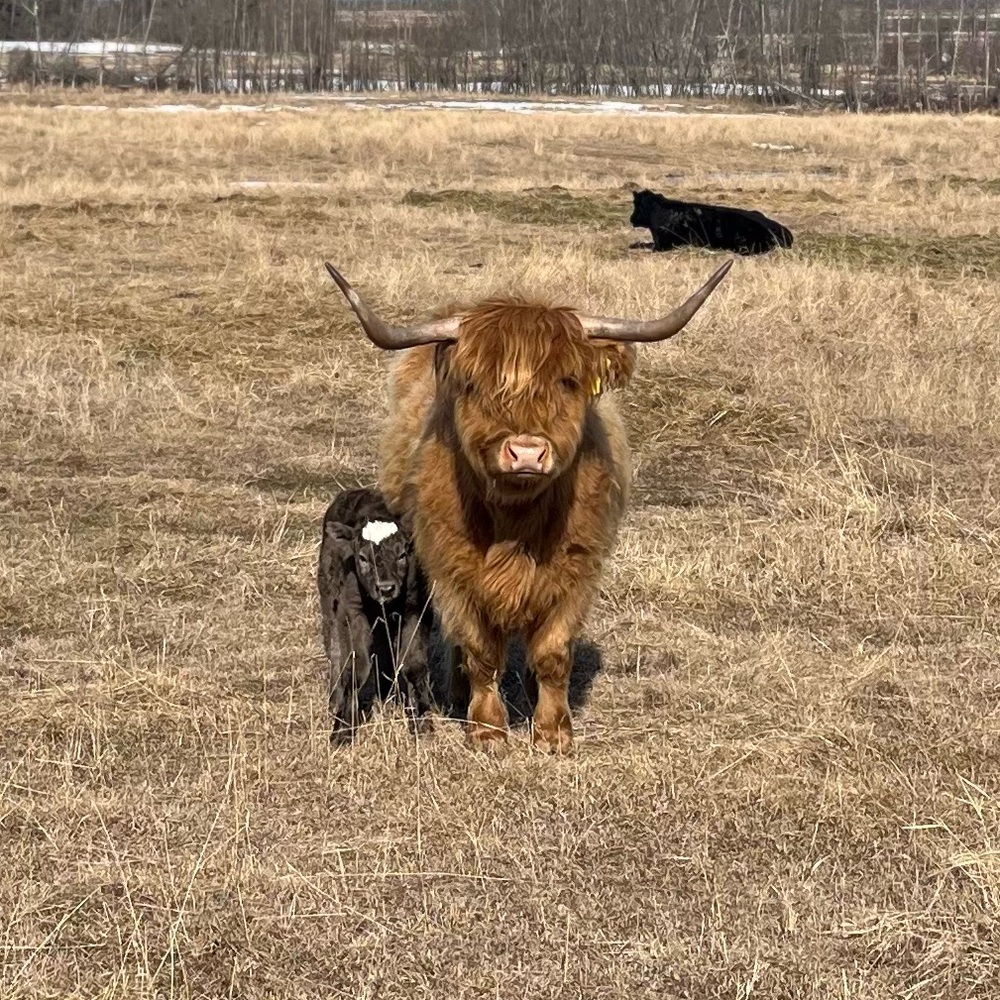 Meet your Posher, Dawn